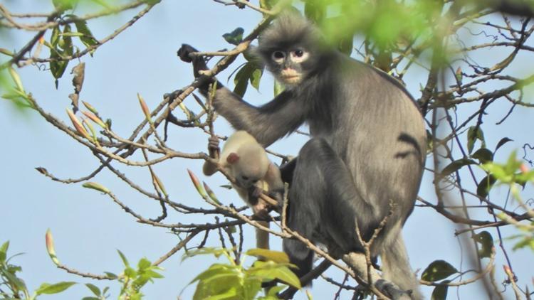 Myanmarda nesli tükenme tehdidinde olan yeni bir primat türü keşfedildi