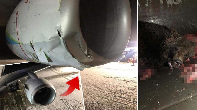 Akılalmaz olay Boeing tipi yolcu uçağı boz ayıya çarptı