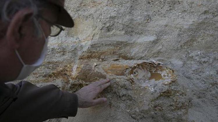 Edirnede mamut fosili bulundu