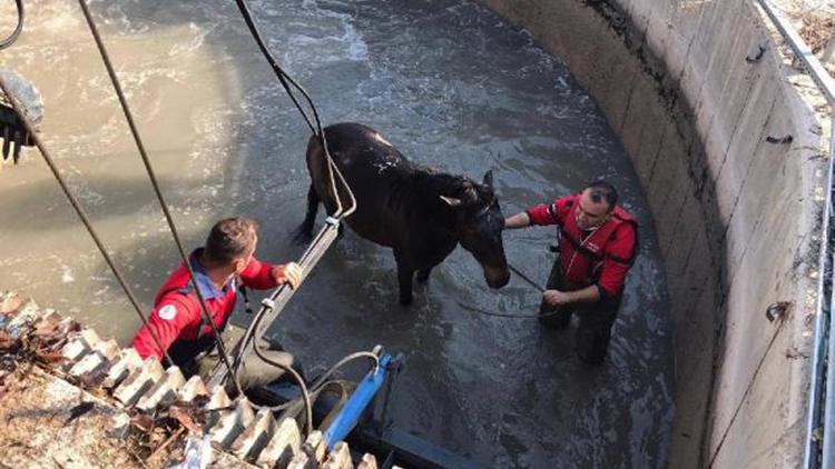 Sulama kanalına düşen atı, itfaiyeciler kurtardı