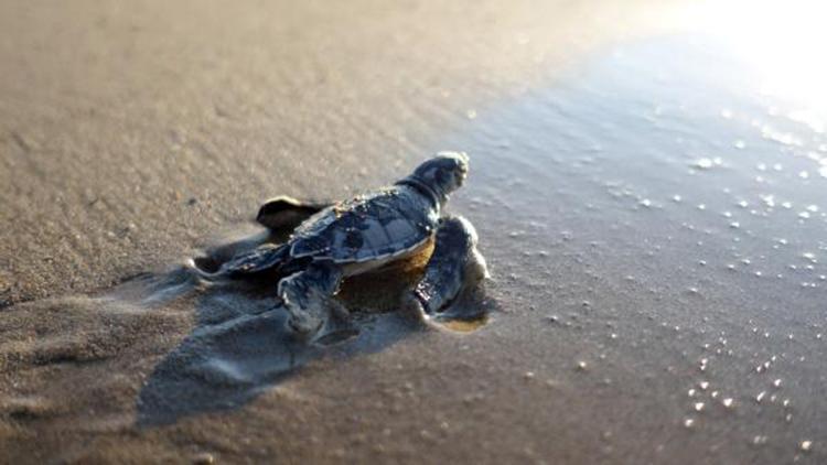 550 bin yavru deniz kaplumbağası denizle buluştu