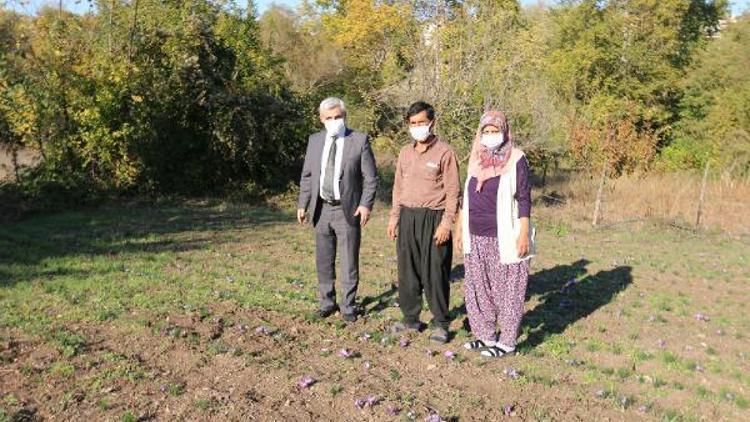 Safran yetiştiriciliği yapan kadın çiftçiye ziyaret