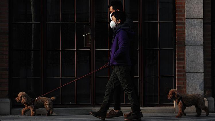 Çin kasabasında köpek gezdirme yasağı: Üç kez ihlal edenlerin köpeği öldürülecek