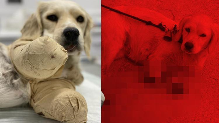 Samsunda, ayakları kesilen yavru köpek, hayati tehlikesini atlattı