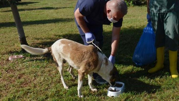 Kepez Belediyesi, sokak hayvanları için mama üretti
