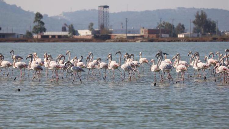 Muğlanın erkenci flamingoları