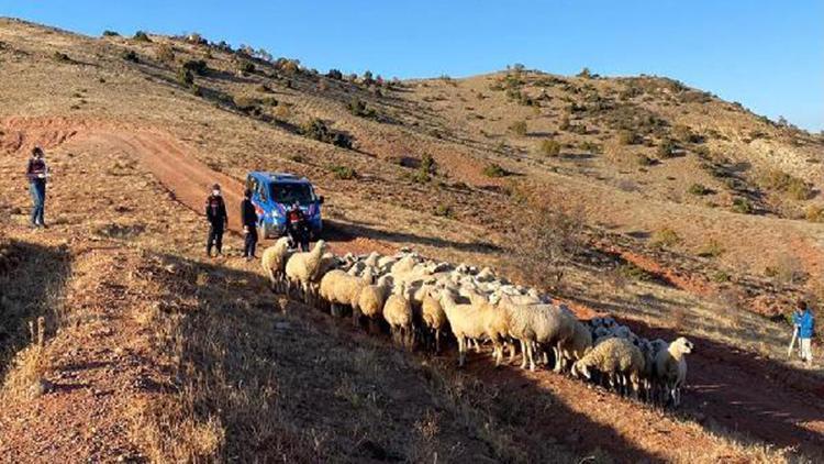 Kayıp 59 küçükbaş dronla bulundu