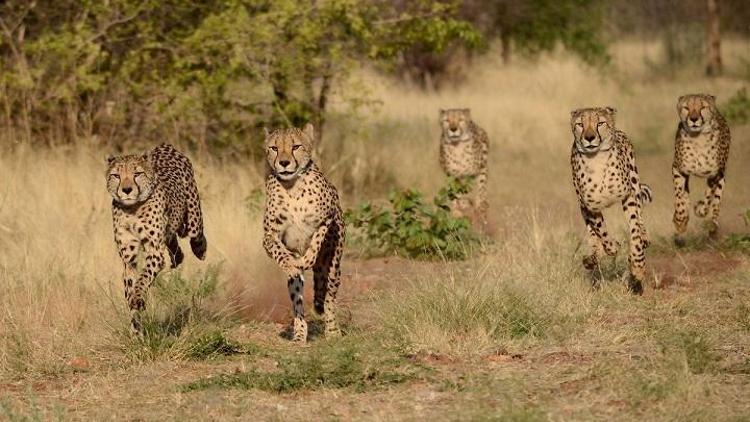 Dünyanın en zengin hayvan rezervlerinin bulunduğu Etosha Milli Parkı