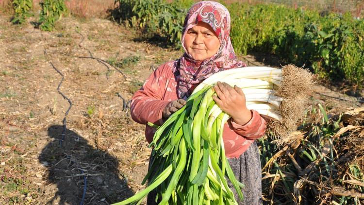 Organik Örenli pırasası tezgahlardaki yerini aldı