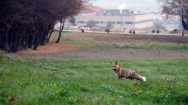 Kampüs ona kaldı