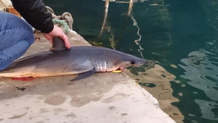 Akyaka sahilde ölü köpekbalığı bulundu