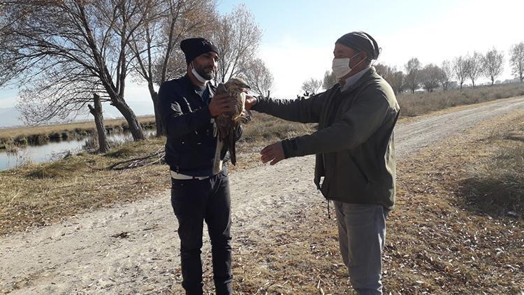 Yaralı bulunan Kızıl Şahin tedavi altına alındı