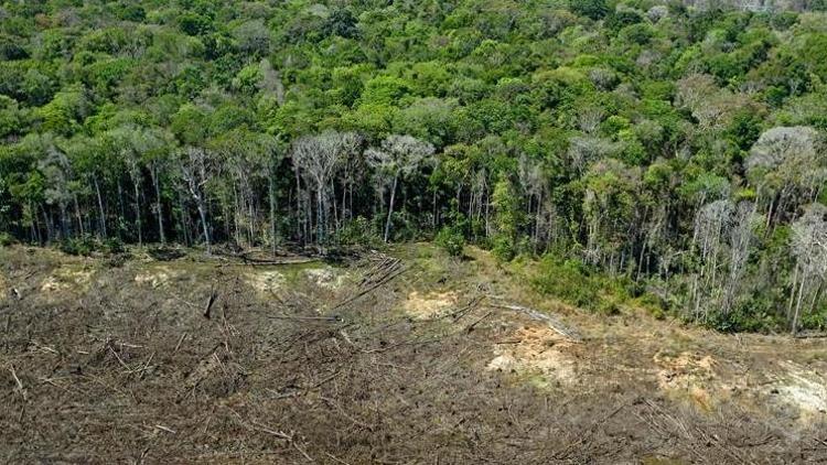 Amazon yağmur ormanlarındaki kayıp son 12 yılın en yüksek seviyesine çıktı