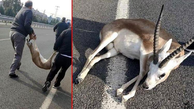 İzmirde akılalmaz olay Yaralı ceylanla kayıplara karıştı