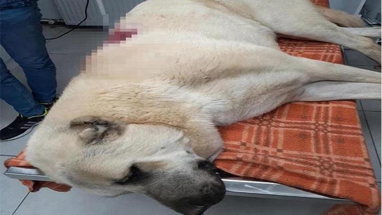 Tüfekle otomobilden ateş açılan Kangal çoban köpeği, 42 saçmayla yaralandı