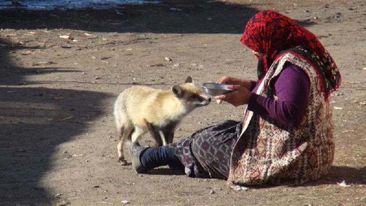 Evinin önüne gelen Yonca ismini verdiği tilkiyi 4 aydır besliyor