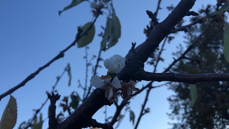 Amasya’da kiraz ağaçları mevsimi şaşırdı