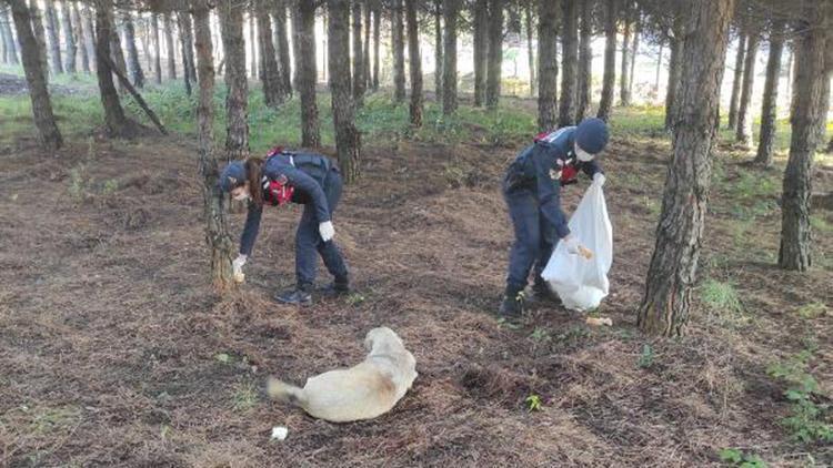 Jandarma sokak hayvanları için mesire alanlarına ekmek bıraktı