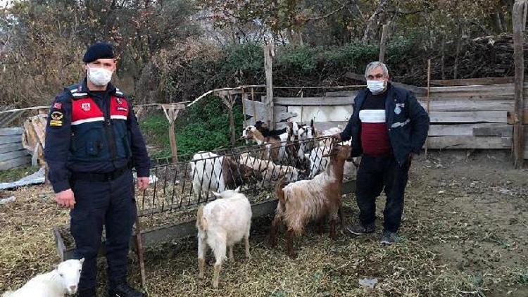 Eskişehirde 12 keçiyi çalıp, satan şüpheliler yakalandı