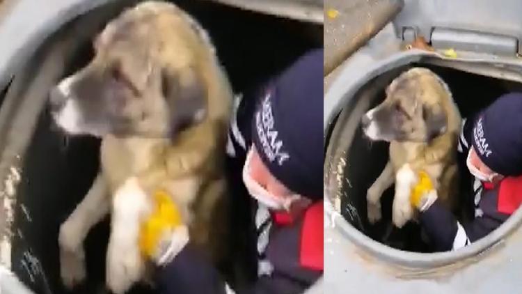 Konyada konteynera düşen köpeği temizlik görevlisi kurtardı