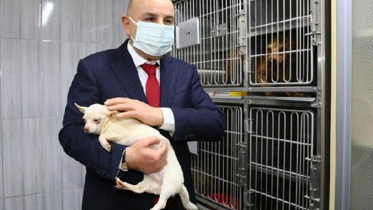 Ankarada el konulan 77 köpeği sahiplenmek için rekor başvuru: 5 günde 3 bin 298 kişi...