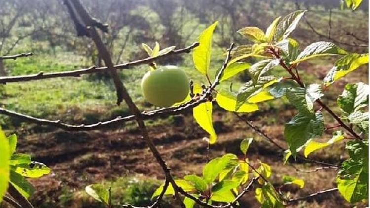 Erik ağaçları aralıkta meyve verdi, bahçe sahibi şaşırdı