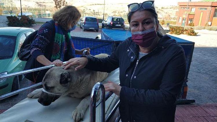 Yaralı bulunan köpek tedavi edilip, sahiplendirilecek