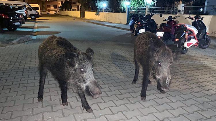 Marmarisliler şehre inen domuzlardan tedirgin