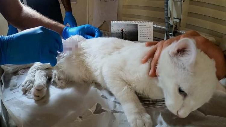 Ayağı kırık halde bulunan sokak kedisi, Pamuk tedavi edildi