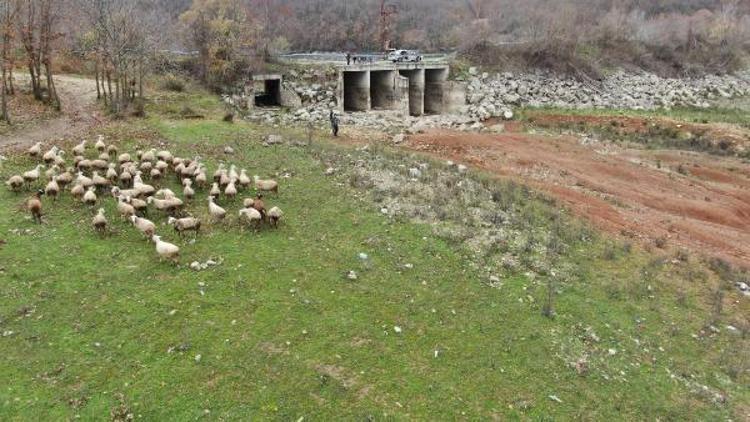 Büyükçekmece, Kazandere ve Papuçdere barajlarında korkutan görüntü... Artık koyunlar otluyor