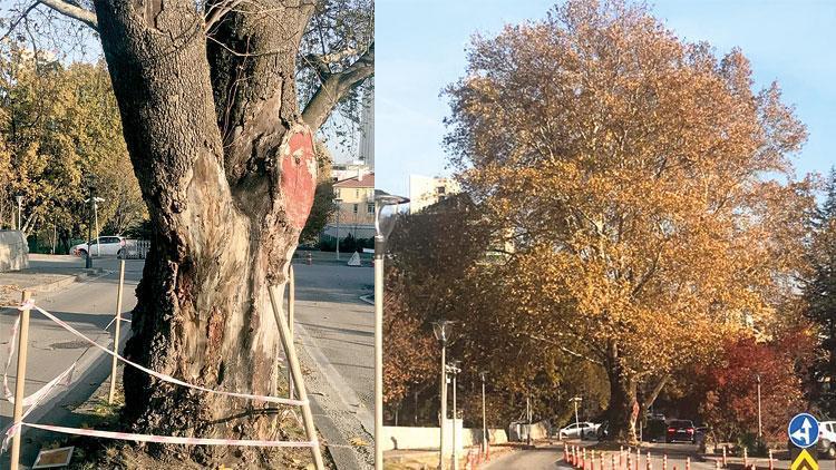 Meclis’in ‘Cumhuriyet Çınarı’ yoğun bakımda