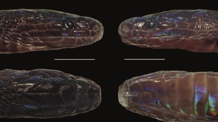 Son dakika haberler... Bilim dünyasını şaşırtan keşif Tuhaf görünümlü yılan parıl parıl parlıyor...