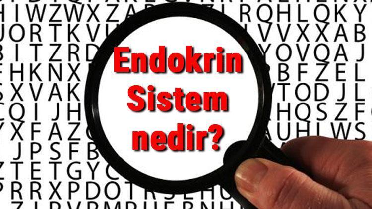 Endokrin Sistem nedir Endokrin Sistem organları ve hastalıkları