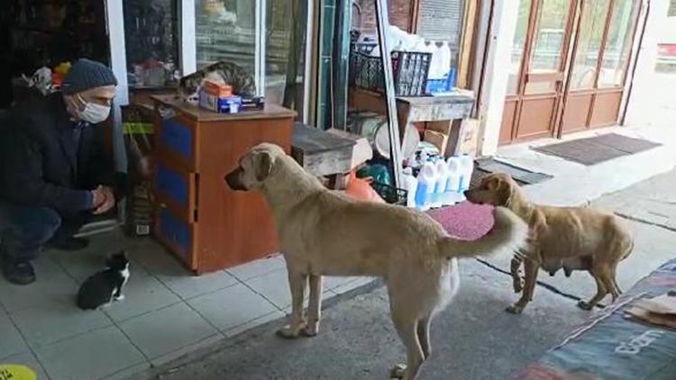 Bakkal, 20 sokak hayvanına bakıyor