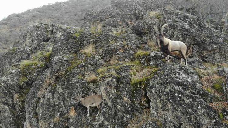 Zirvelerden inen koruma altındaki dağ keçileri, havadan görüntülendi