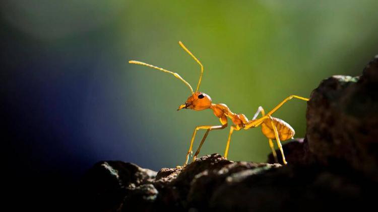 Karıncalar sosyal mesafeyi insanlara göre daha iyi mi koruyor