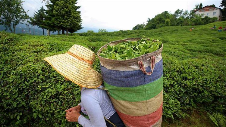 Çay ihracatının yüzde 50si Rizeden