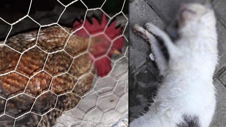 Vahşet 17 kedi ve 3 tavuk zehirlenerek öldürüldü