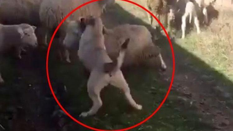 Koyunu, köpeğe boğduran kişiye 947 lira ceza