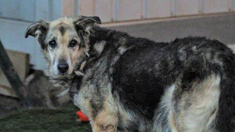 Tiner dökülerek yakılan köpek yaşama tutundu