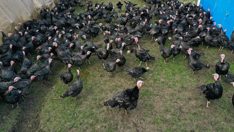 Yılbaşı öncesi hindiye talep, üreticinin yüzünü güldürdü