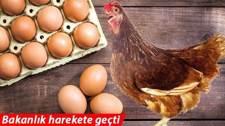 Yumurta tavuk fiyatını solladı