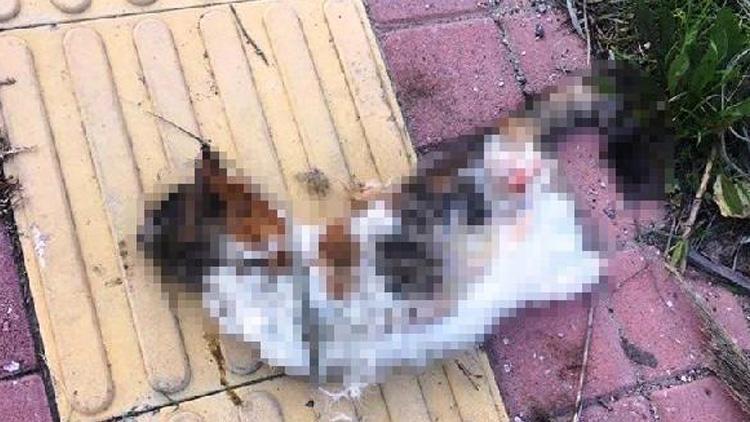 Kahreden görüntü Bir kedi daha bacakları kesilerek öldürüldü