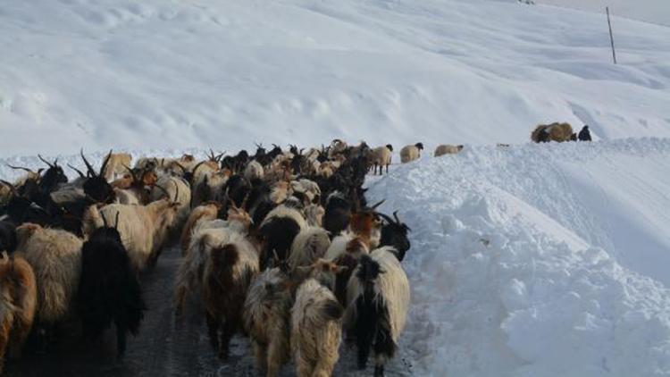 Hakkaride karda mahsur kalan çoban ve koyunlar kurtarıldı