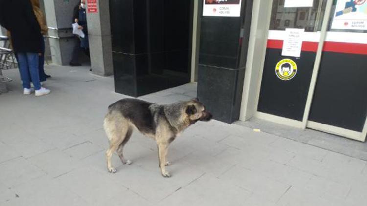 Sahibini bekleyen köpek, adliye kapısından ayrılmadı