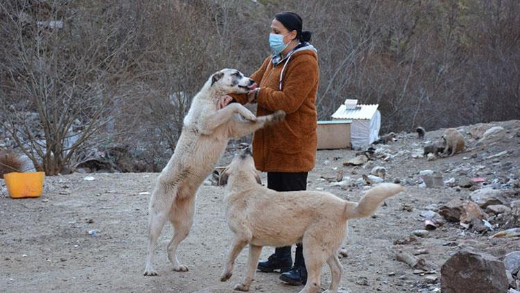 Sokak hayvanlarına ‘anne şefkatiyle’ bakıyor