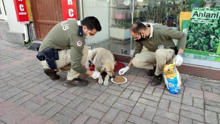 Osmaniyede polis, kısıtlamada sokak hayvanlarını besledi