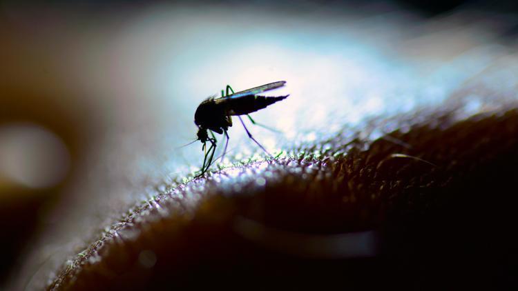Kapıda bekleyen tehlike: Batı Nil virüsü ve Zika virüsüne dikkat!