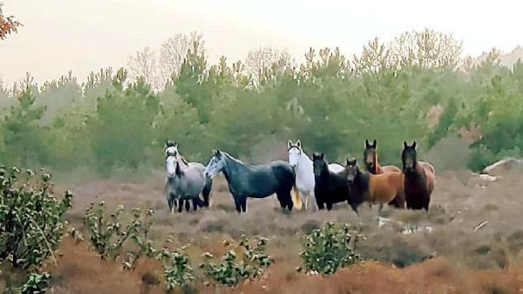 Yılkı atlarıyla Anadolu manzarası