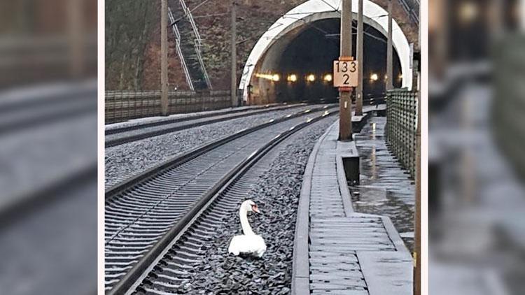 Eşinin yasını tutan kuğu, tren seferlerini durdurdu